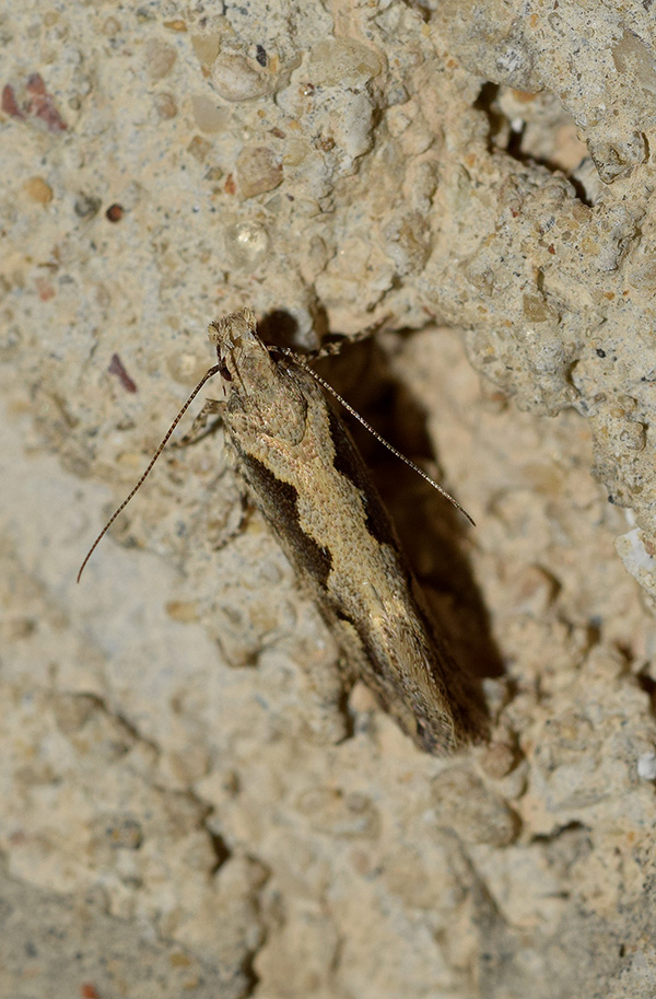 Ornativalva plutelliformis - Gelechiidae